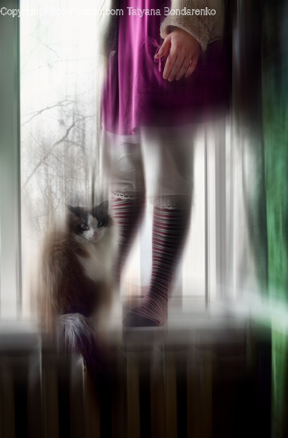 Animal, Cat, Mammal, Pet, Siamese