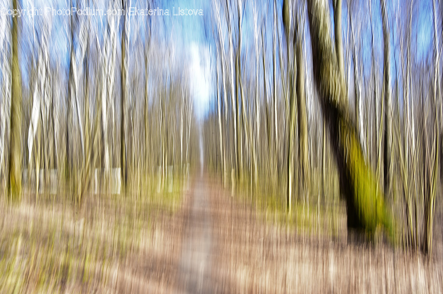 Flora, Forest, Land, Nature, Outdoors