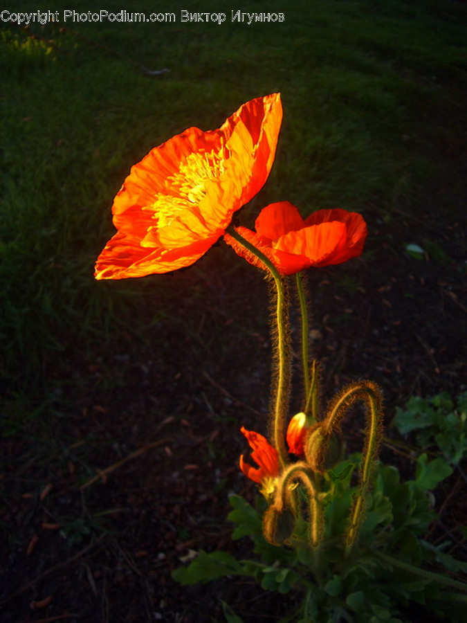 Flora, Plant, Blossom, Flower, Geranium
