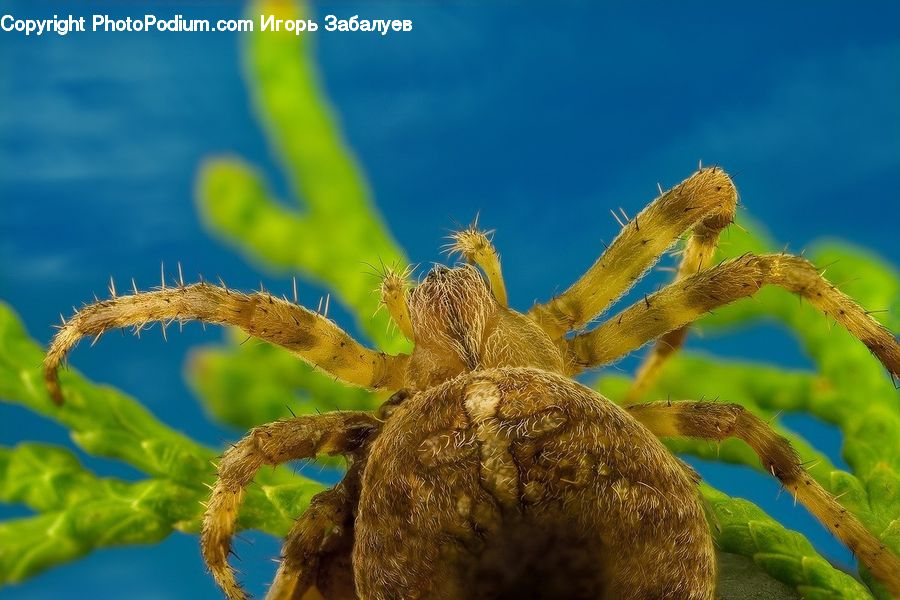 Arachnid, Garden Spider, Insect, Invertebrate, Spider, Blossom, Flora
