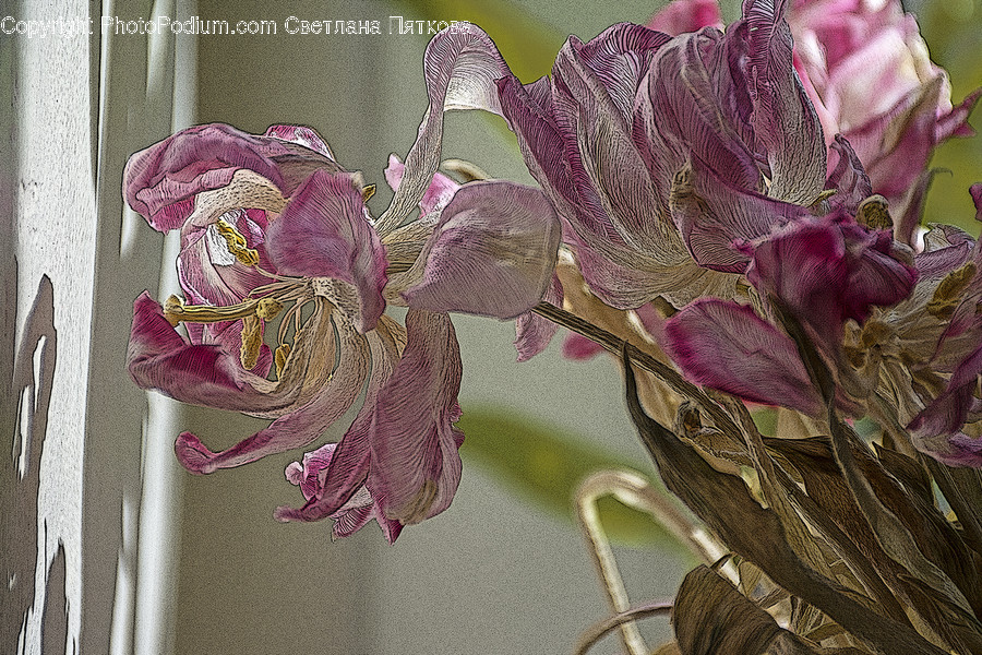 Blossom, Flora, Flower, Gladiolus, Plant