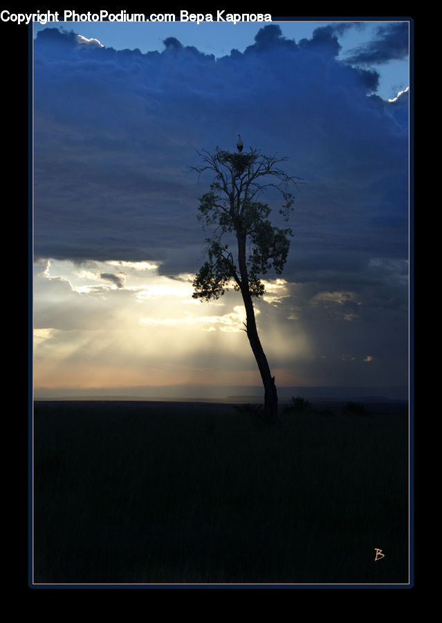 Cloud, Cumulus, Sky, Plant, Tree, Blackboard, Azure Sky