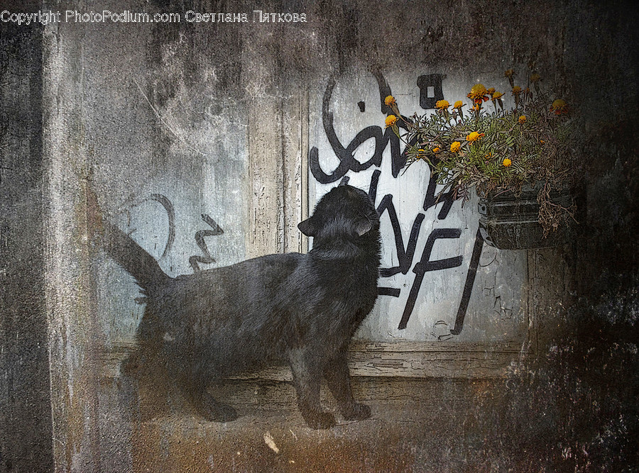 Graffiti, Flora, Jar, Plant, Potted Plant