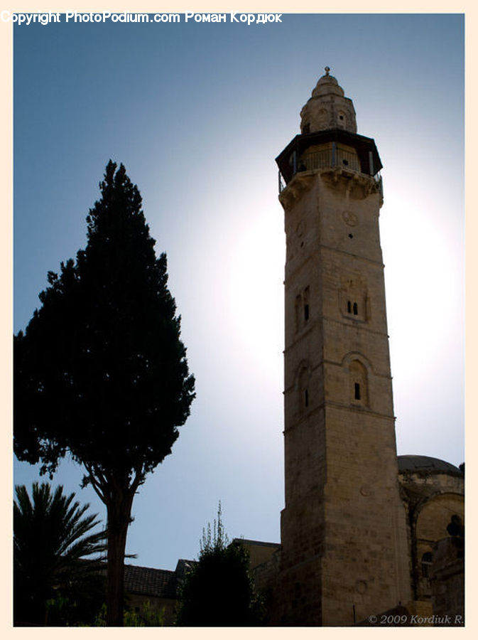 Palm Tree, Plant, Tree, Architecture, Bell Tower, Clock Tower, Tower