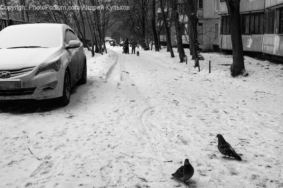 Human, People, Person, Outdoors, Snow