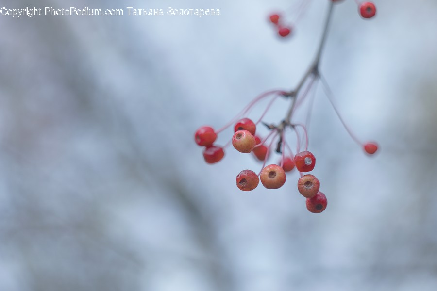 Accessories, Bead, Flora, Food, Grain