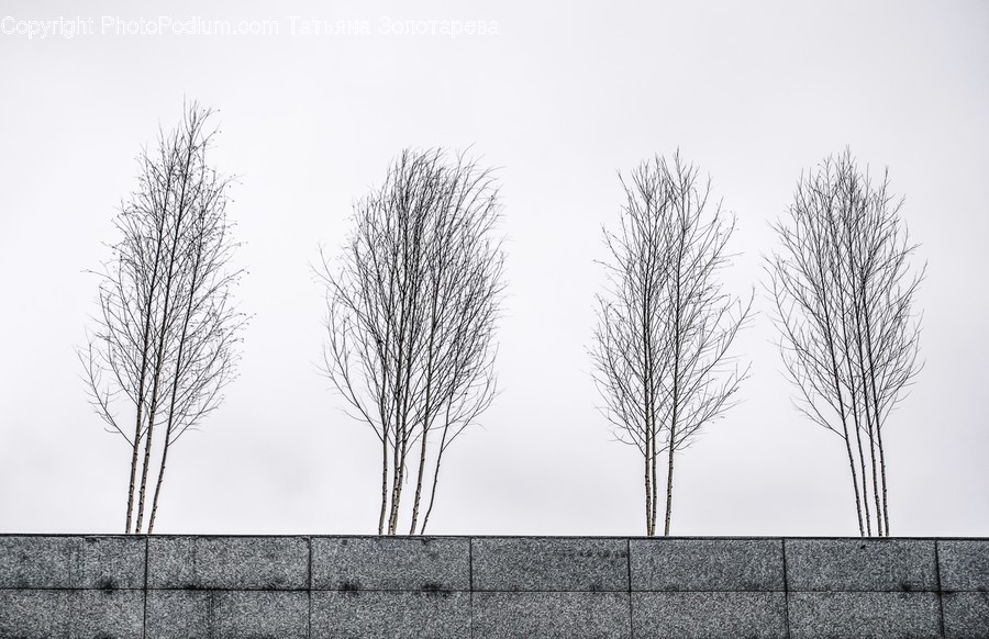 Flora, Plant, Tree, Grass, Fence