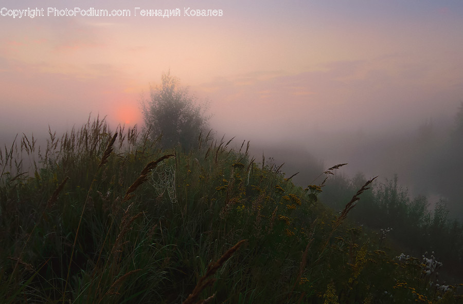 Fog, Nature, Weather, Flora, Grass