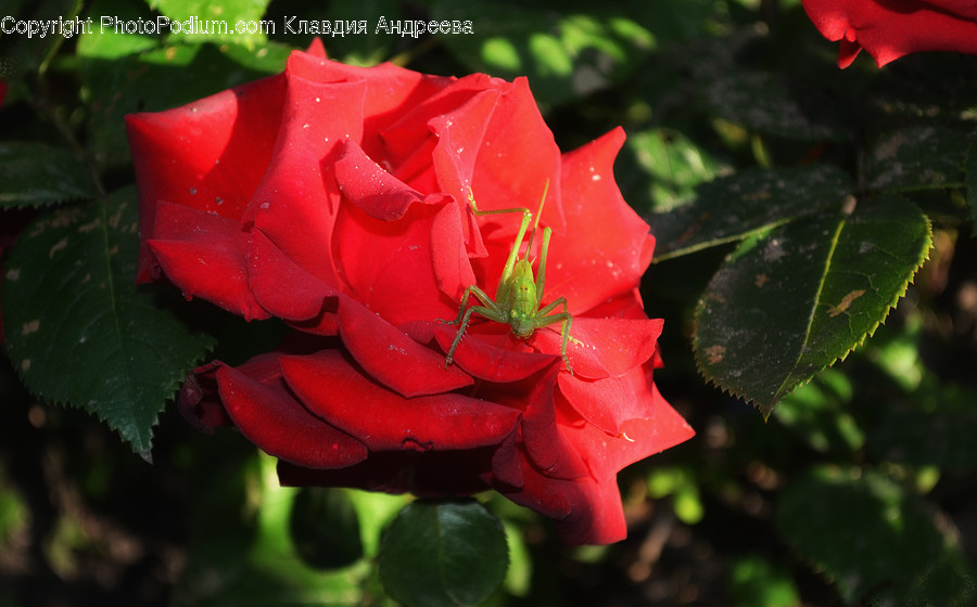 Blossom, Flora, Flower, Plant, Rose