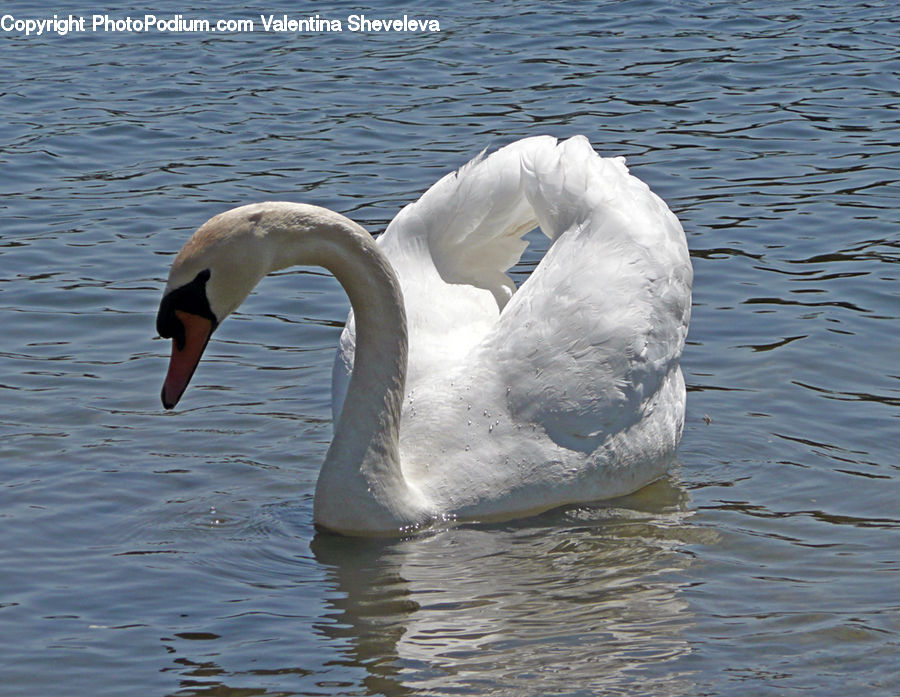 Bird, Swan, Waterfowl, Goose, Beak