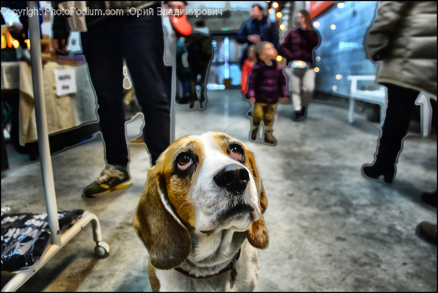 Human, People, Person, Animal, Beagle