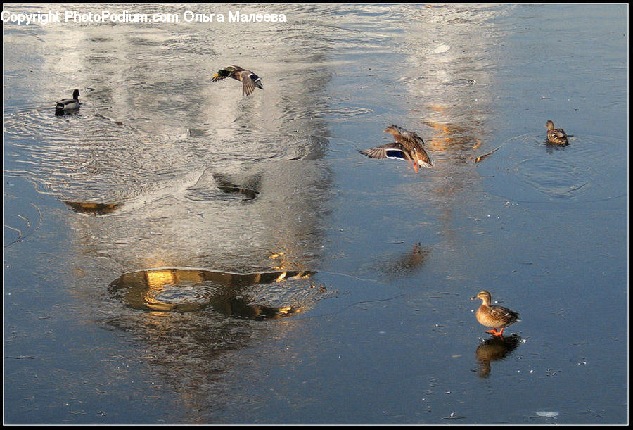 Bird, Duck, Teal, Waterfowl, Goose, Land, Marsh