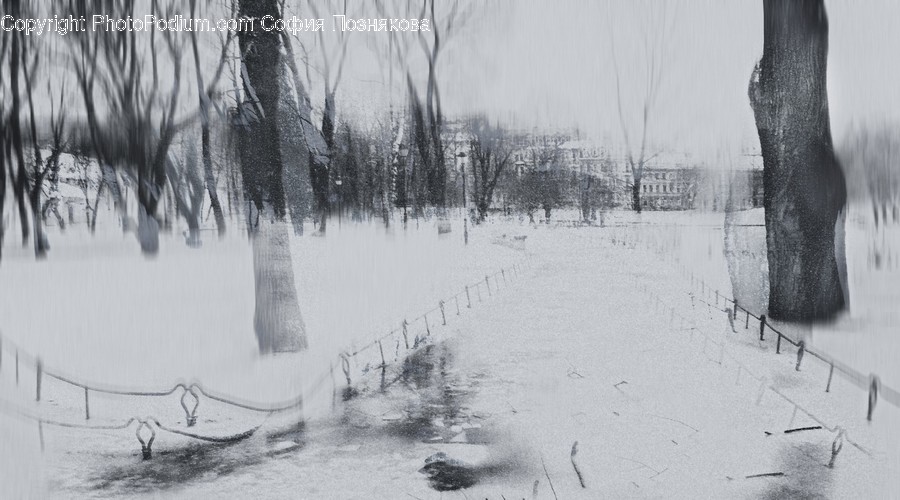 Bench, Outdoors, Snow, Flora, Plant