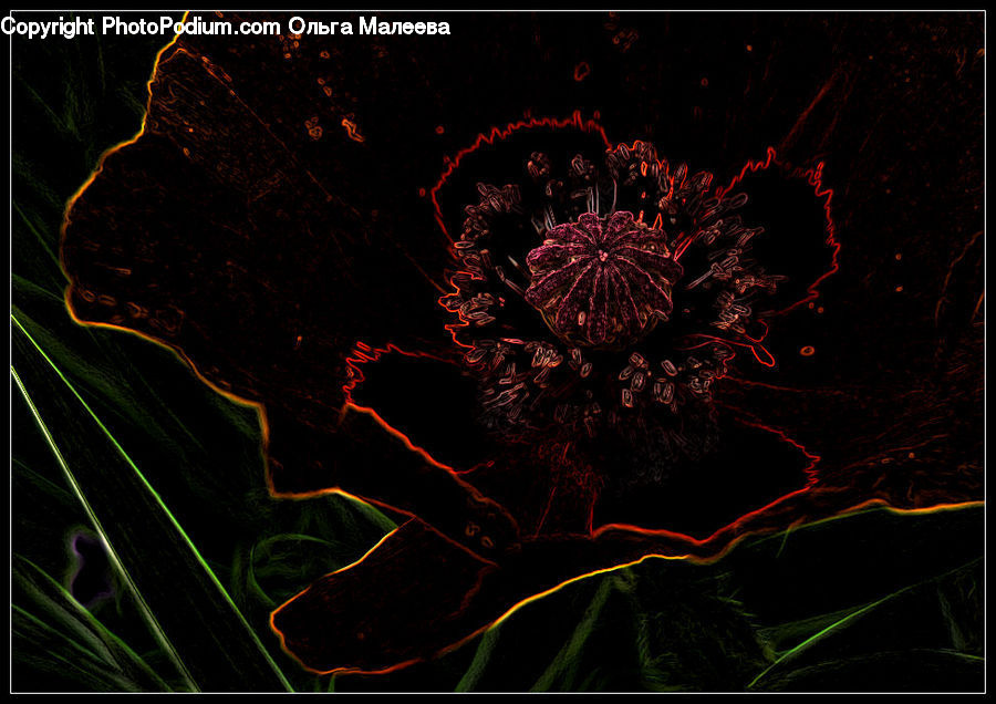 Fireworks, Night, Fractal, Floral Design, Flower Arrangement, Ikebana, Plant