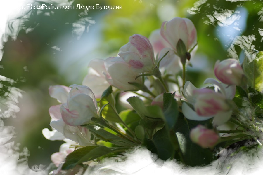 Blossom, Flora, Flower, Plant, Sunlight