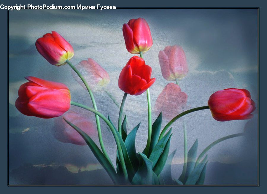 Blossom, Flora, Flower, Plant, Tulip, Candy, Lollipop