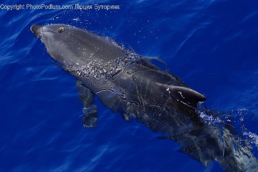 Animal, Humpback, Mammal, Sea Life, Whale