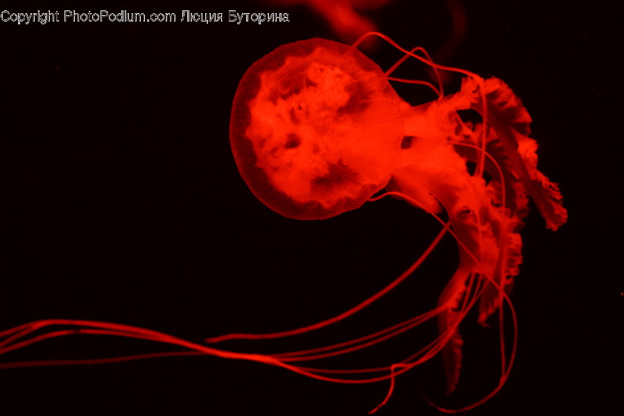 Human, People, Person, Animal, Invertebrate