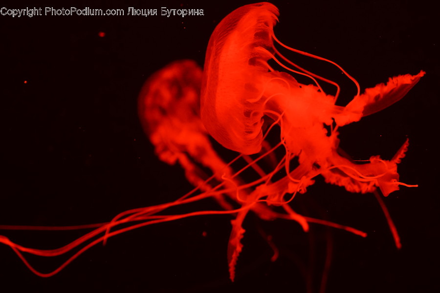 Human, People, Person, Animal, Invertebrate