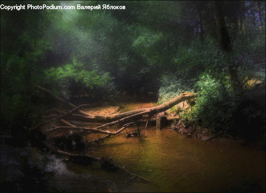 Forest, Jungle, Rainforest, Vegetation, Creek, Outdoors, River