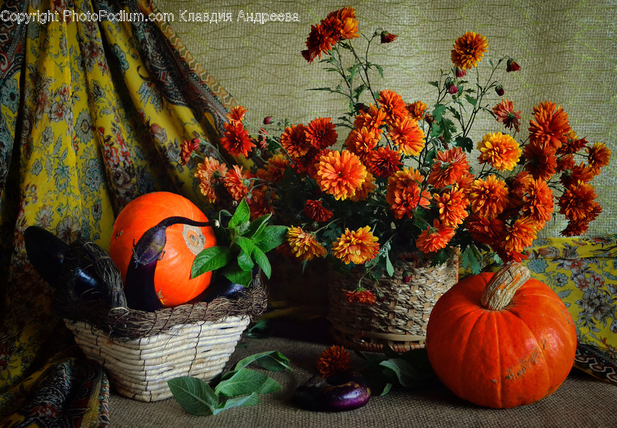 Flora, Food, Plant, Produce, Pumpkin