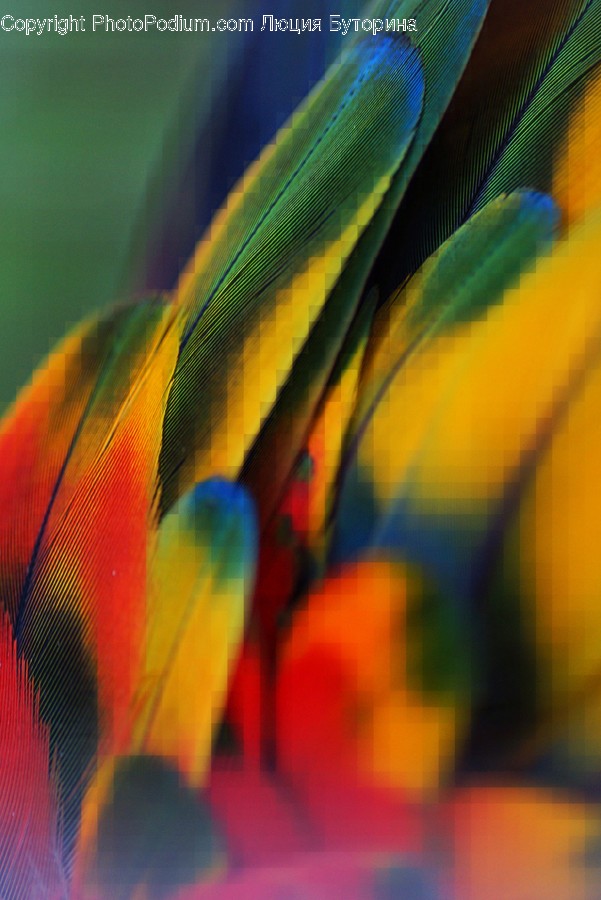 Animal, Bee Eater, Bird, Blossom, Flora