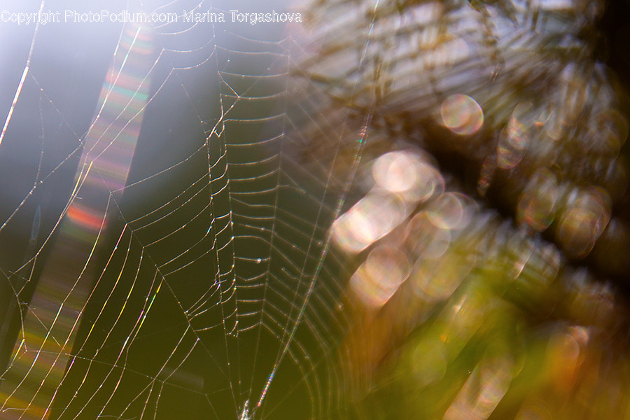 Animal, Arachnid, Garden Spider, Insect, Invertebrate