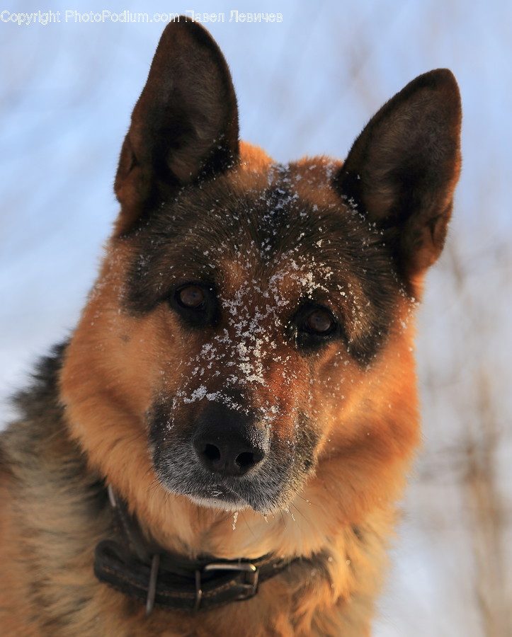 Animal, Canine, Dog, German Shepherd, Mammal