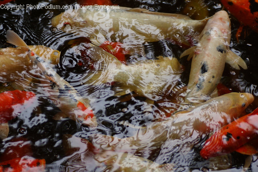 Animal, Carp, Fish, Koi, Art