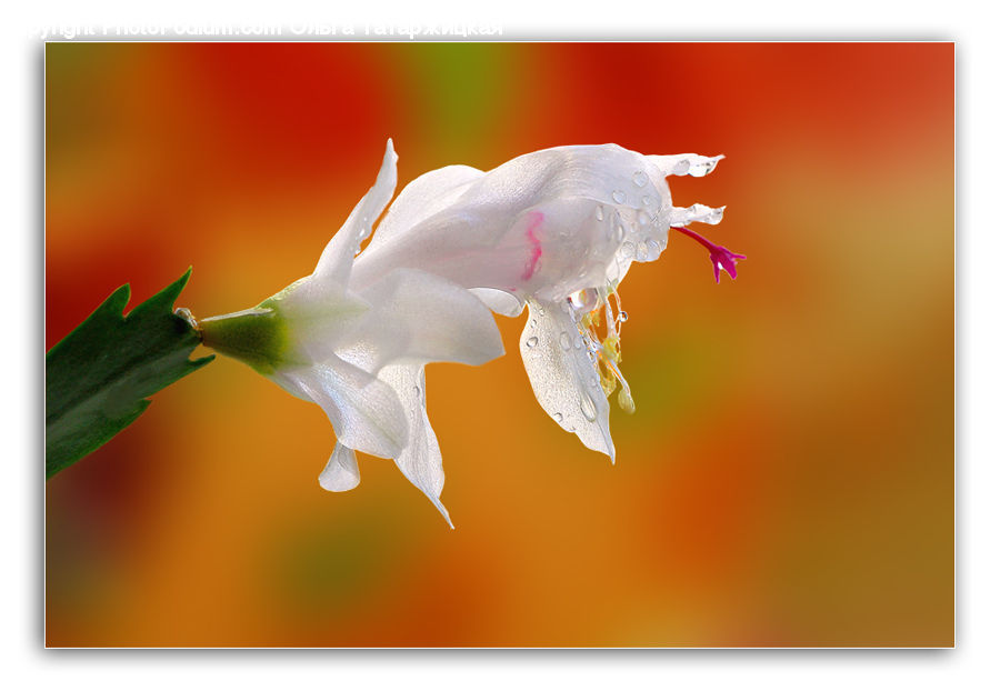 Bird, Dove, Pigeon, Flora, Flower, Gladiolus, Plant