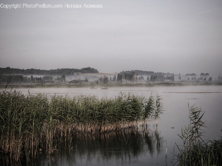 Flora, Grass, Plant, Reed, Land