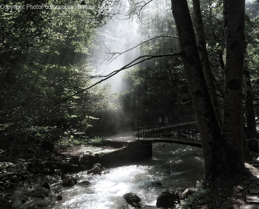Flora, Forest, Land, Nature, Outdoors