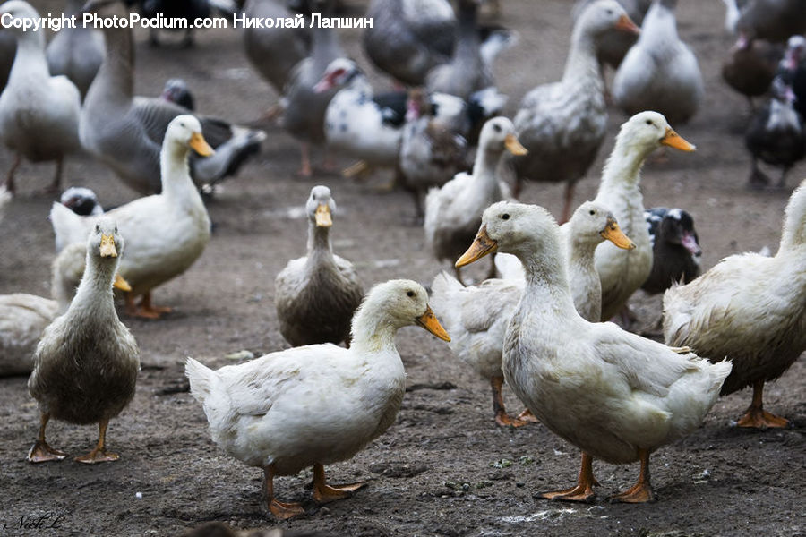 Bird, Seagull, Goose, Waterfowl, Beak, Blueberry, Fruit