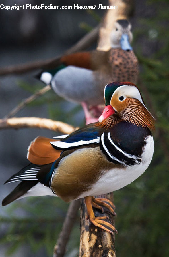 Bird, Duck, Teal, Waterfowl, Mallard, Goose, Head