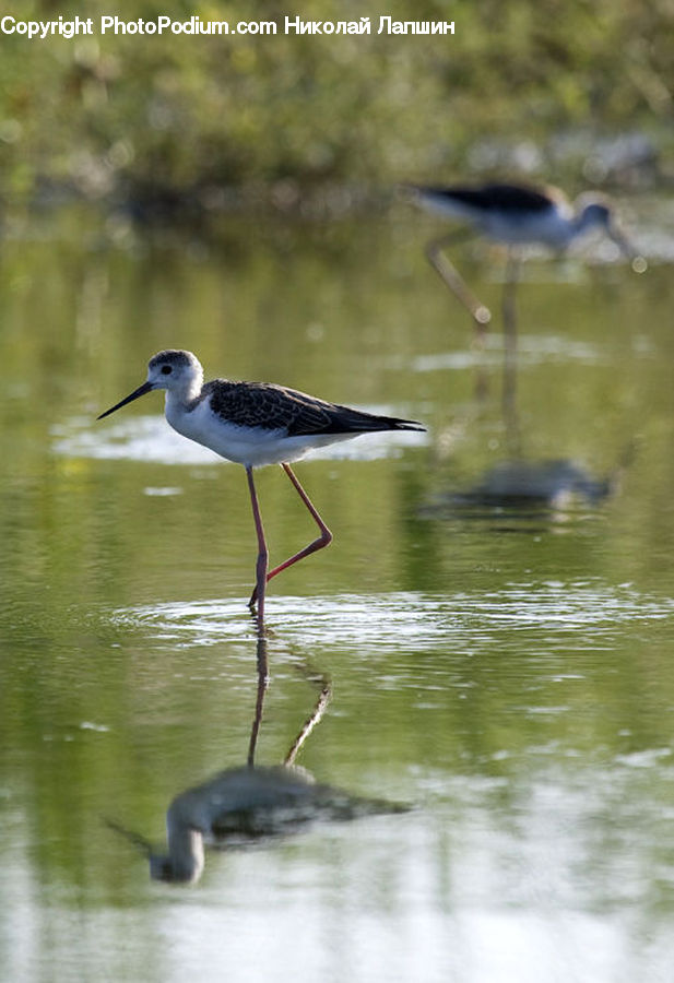 Bird, Animal, Mammal, Manatee, Crane Bird, Heron, Algae