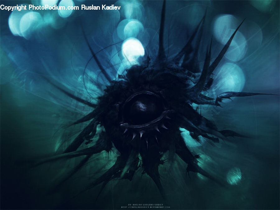 Invertebrate, Jellyfish, Sea Life, Arachnid, Black Widow, Garden Spider, Insect