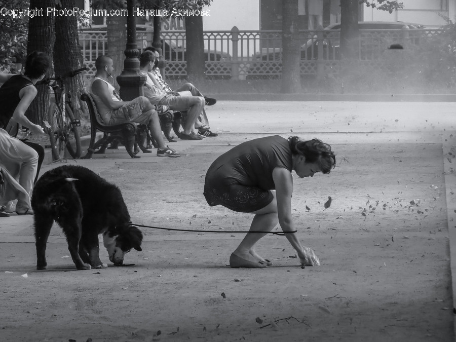 Human, People, Person, Bench, Animal