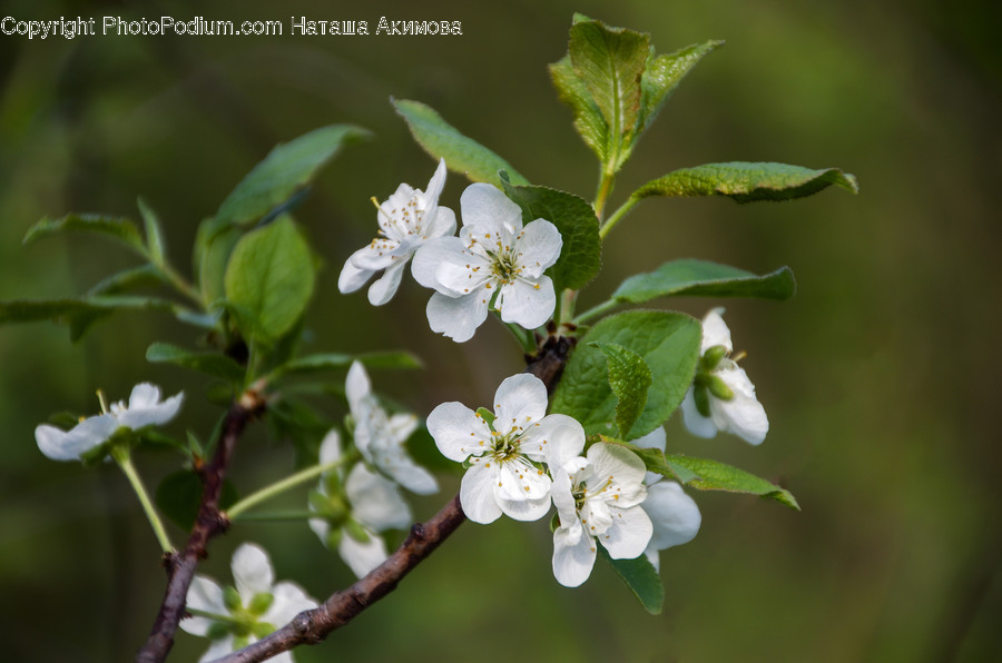 Blossom, Flora, Flower, Plant, Cherry Blossom