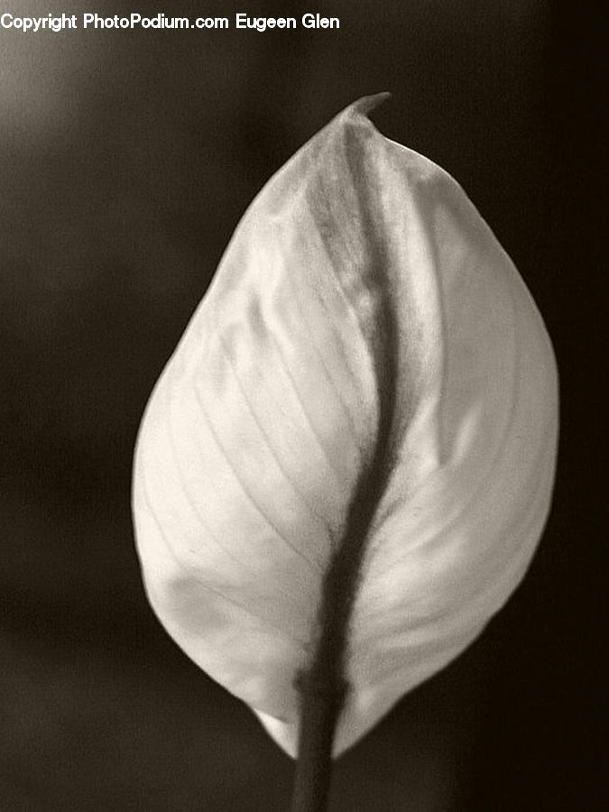 Bud, Plant, Blossom, Flora, Flower, Petal, Anther