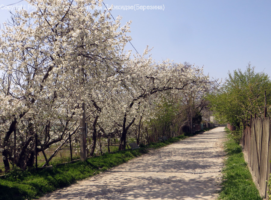 Blossom, Cherry Blossom, Flora, Flower, Plant