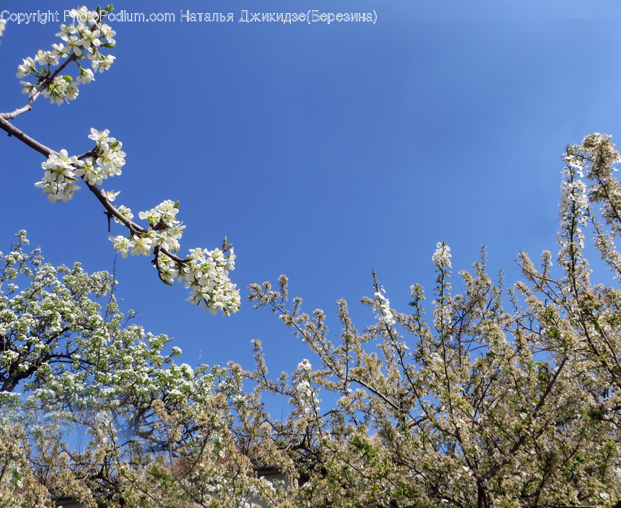 Blossom, Flora, Flower, Plant, Cherry Blossom