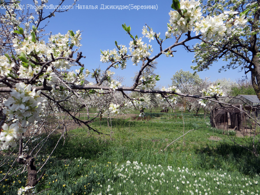 Blossom, Cherry Blossom, Flora, Flower, Plant