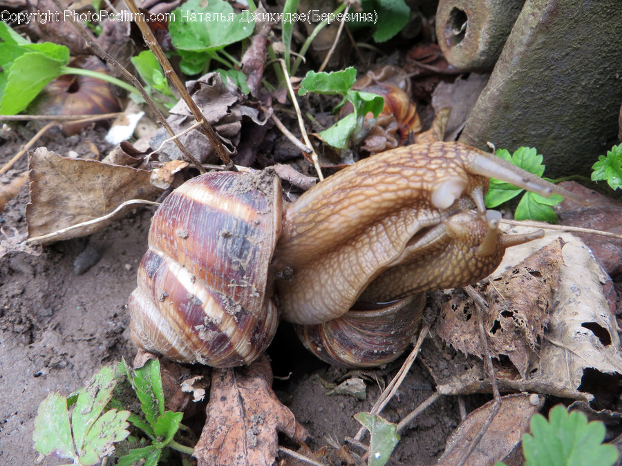 Acorn, Flora, Food, Grain, Nut
