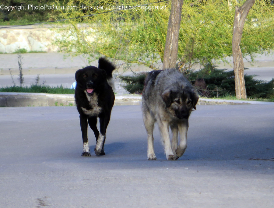 Animal, Canine, Dog, Mammal, Newfoundland