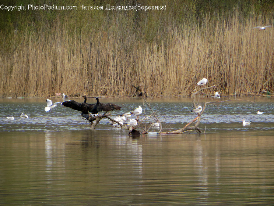 Animal, Ardeidae, Bird, Crane Bird, Heron