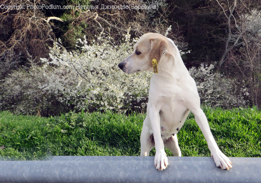 Animal, Canine, Dog, Labrador Retriever, Mammal