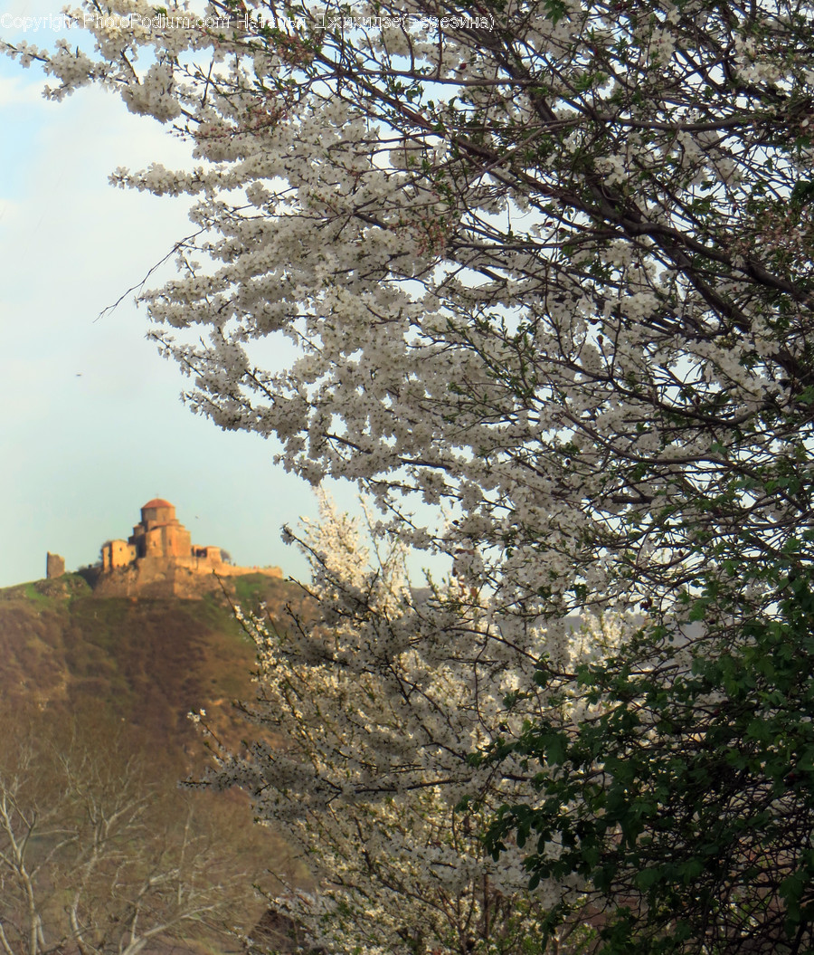 Blossom, Cherry Blossom, Flora, Flower, Plant