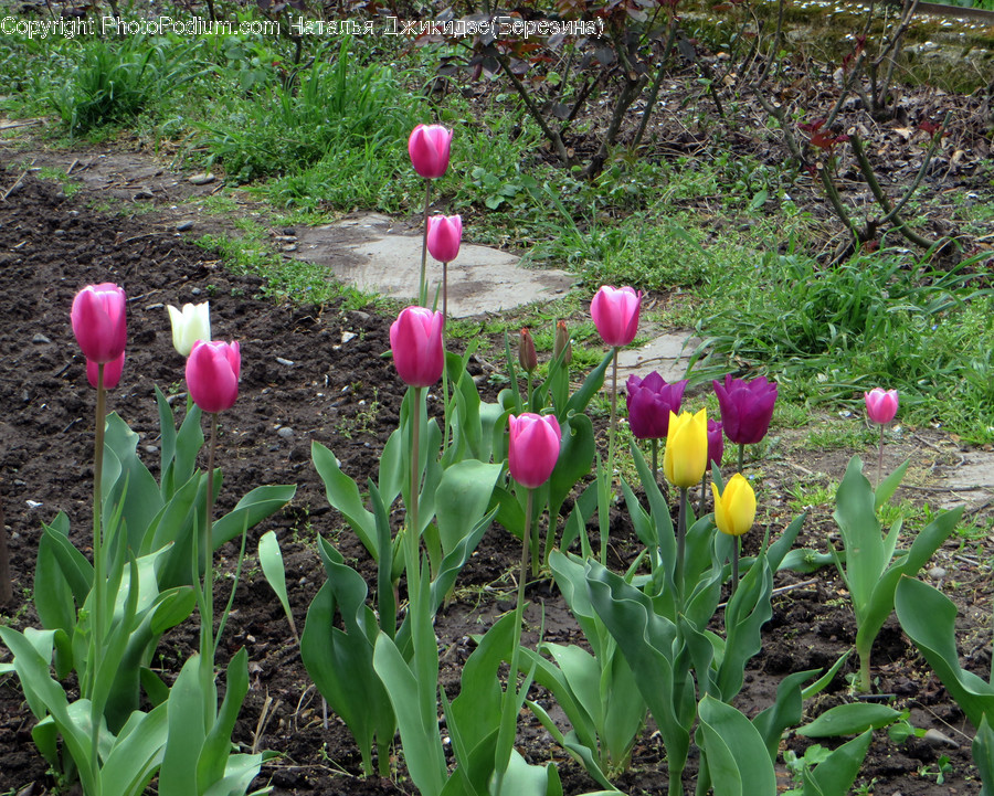 Blossom, Flora, Flower, Plant, Tulip