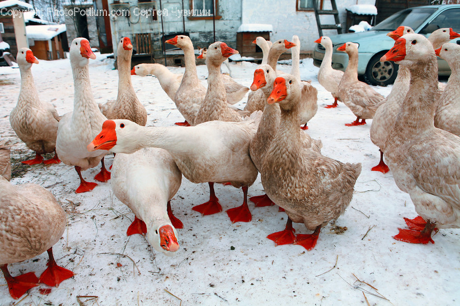 Animal, Bird, Chicken, Fowl, Hen