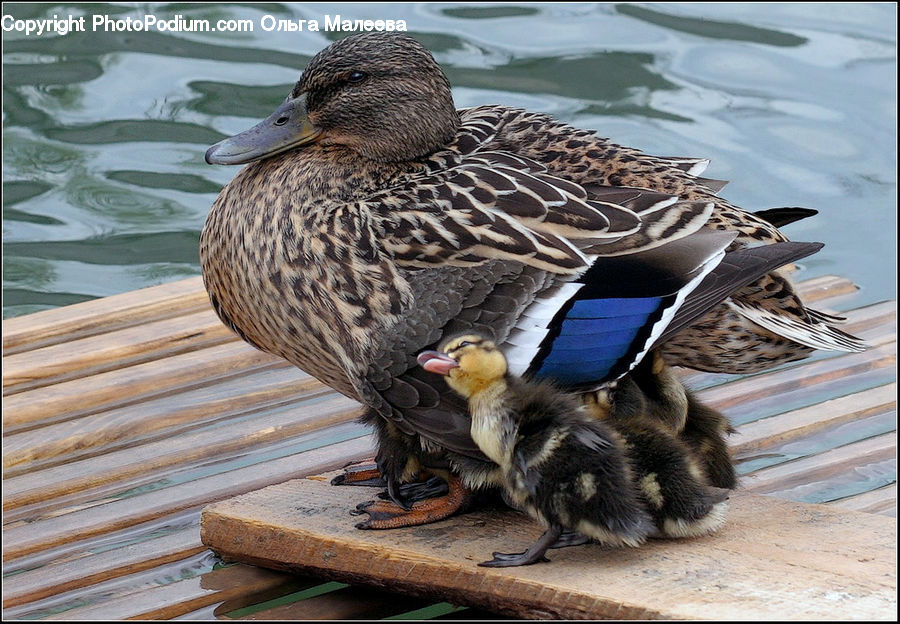 Bird, Duck, Teal, Waterfowl, Adorable, Booby, Beak